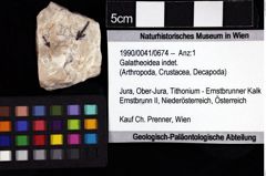 Foto (Objket + Etiketten) von Galatheoidea indet. 